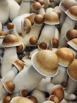 Buy Penis Envy Mushrooms