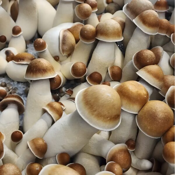 Buy Penis Envy Mushrooms