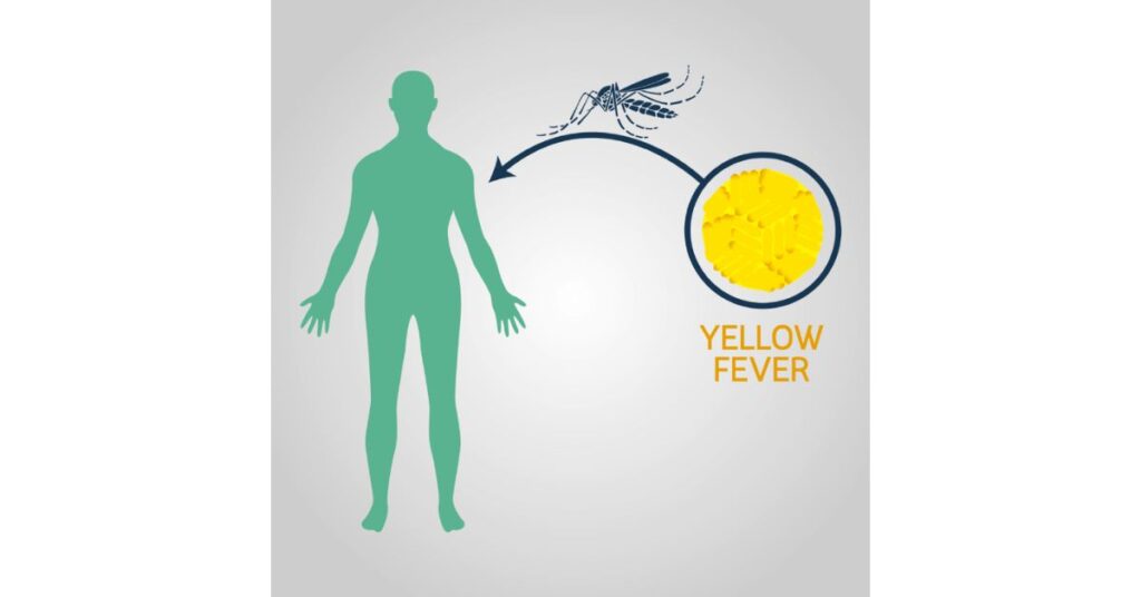 Yellow fever Vaccine